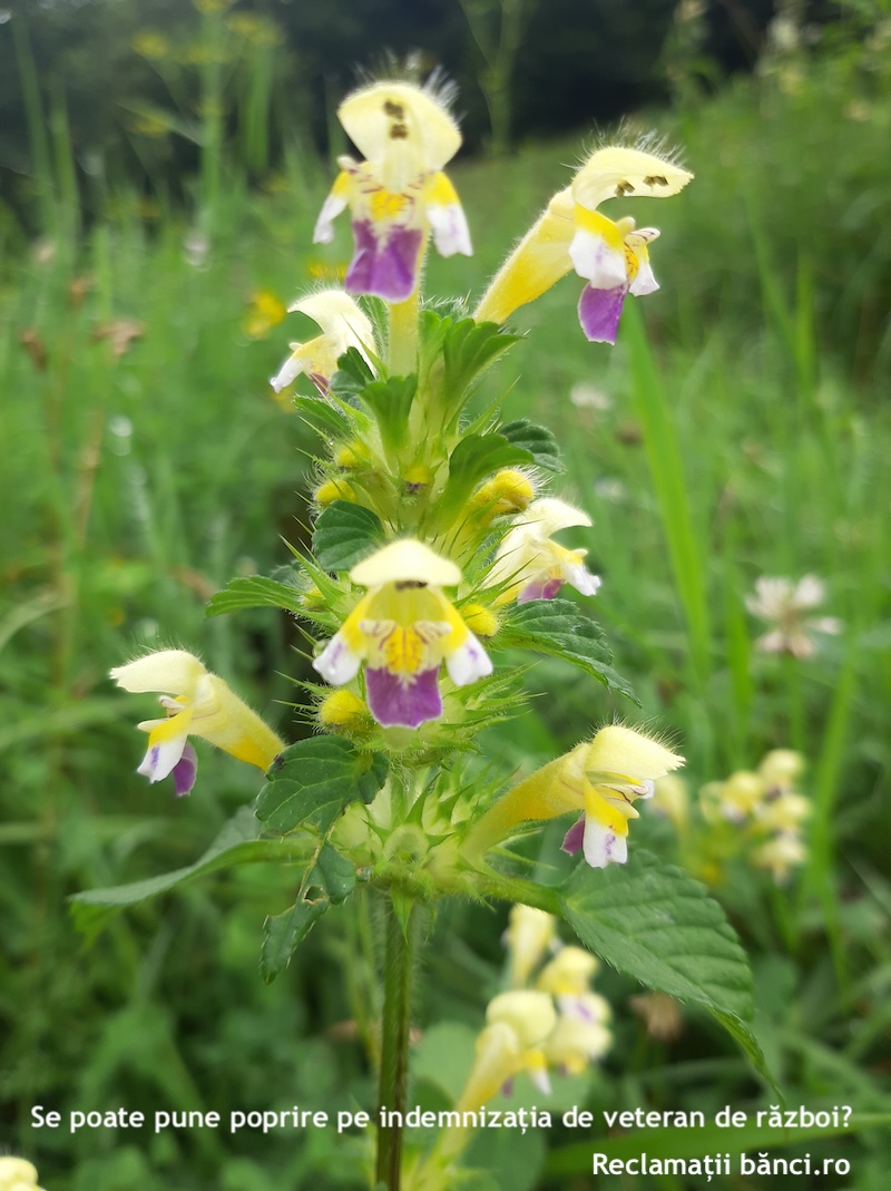 poprire indemnizatie veteran razboi