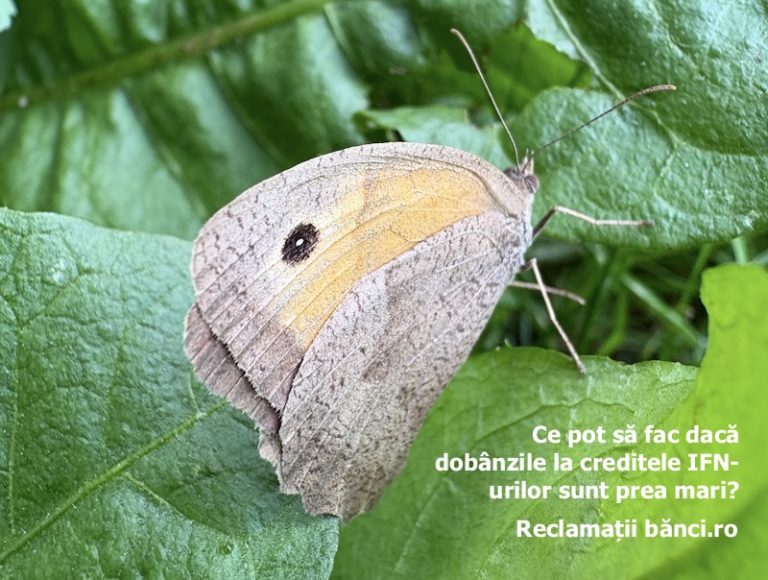 dobanzi-credite-ifn-datorii